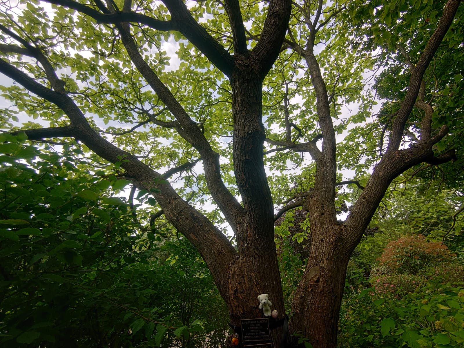 Dave's tree has grown all its leaves back!